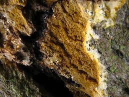 Attēlu rezultāti vaicājumam “Coniophora puteana”