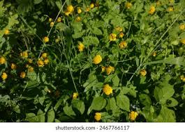 Attēlu rezultāti vaicājumam “Ranunculus lanuginosus bud”