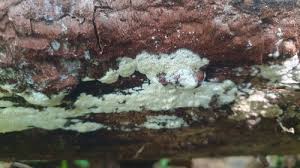 Attēlu rezultāti vaicājumam “Skeletocutis”