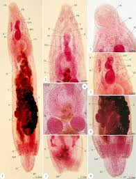 Attēlu rezultāti vaicājumam “Enteridium liceoides young”