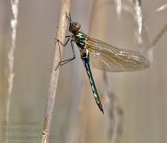 Attēlu rezultāti vaicājumam “Cordulia aenea”