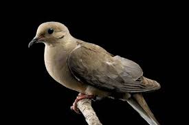 Image result for Zenaida macroura