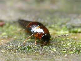 Attēlu rezultāti vaicājumam “Tachyporus sp.”