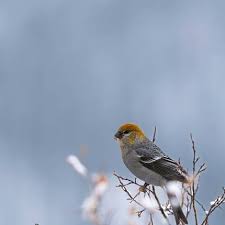 Attēlu rezultāti vaicājumam “Pinicola enucleator adult”