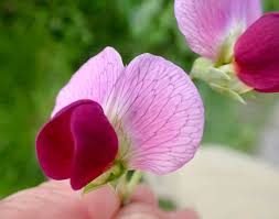 Attēlu rezultāti vaicājumam “Pisum sativum flower”