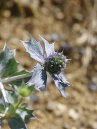 Attēlu rezultāti vaicājumam “Eryngium maritimum bud”