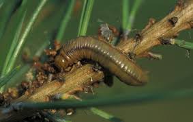 Attēlu rezultāti vaicājumam “Acantholyda erythrocephala”