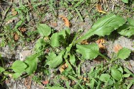 Attēlu rezultāti vaicājumam “Erigeron annuus leaf”