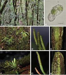 Attēlu rezultāti vaicājumam “Gulielmina vermicularis sessile”