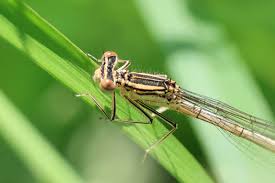 Attēlu rezultāti vaicājumam “Platycnemis pennipes”