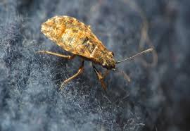 Attēlu rezultāti vaicājumam “Nithecus jacobaeae”