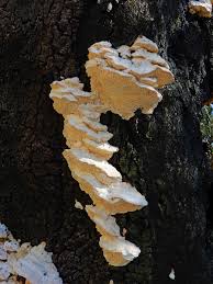 Attēlu rezultāti vaicājumam “Hericium cirrhatum”