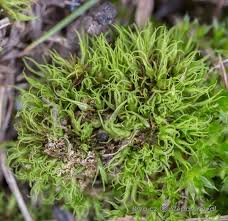 Attēlu rezultāti vaicājumam “Weissia brachycarpa”