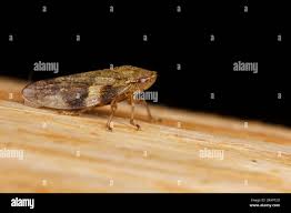 Attēlu rezultāti vaicājumam “Aphrophoridae”