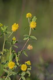 Attēlu rezultāti vaicājumam “Trifolium aureum flower”