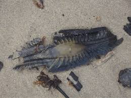 Image result for Callorhinchus capensis