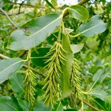 Attēlu rezultāti vaicājumam “Salix pentandra fruit”