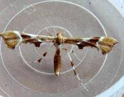 Attēlu rezultāti vaicājumam “Cnaemidophorus rhododactyla”