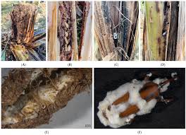 Attēlu rezultāti vaicājumam “Stemonitopsis aequalis var. microspora stalked”