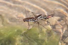 Attēlu rezultāti vaicājumam “Gerridae”