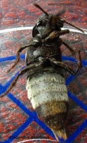 Billedresultat for rovbille