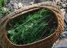 Attēlu rezultāti vaicājumam “Galium boreale fruit”