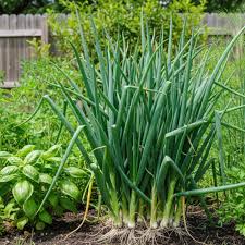 Résultat de recherche d'images pour "Allium fistulosum"