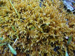 Attēlu rezultāti vaicājumam “Hygroamblystegium tenax”