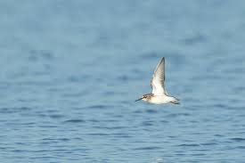 Attēlu rezultāti vaicājumam “Calidris falcinellus”