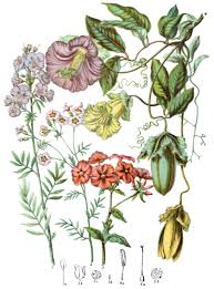 Attēlu rezultāti vaicājumam “Polemoniaceae”