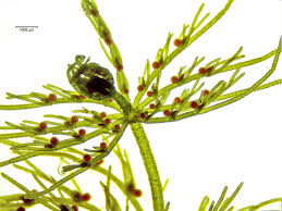 Attēlu rezultāti vaicājumam “Chara polyacantha”