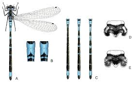 Attēlu rezultāti vaicājumam “Coenagrion armatum female”