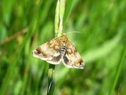 Attēlu rezultāti vaicājumam “Panemeria tenebrata”