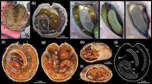 Attēlu rezultāti vaicājumam “Enteridium corticatum”