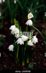 Attēlu rezultāti vaicājumam “Leucojum vernum var. carpathicum flower”