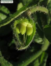 Attēlu rezultāti vaicājumam “Borago officinalis bud”