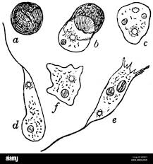 Attēlu rezultāti vaicājumam “Didymium difforme sessile”