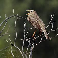 Image result for Emberiza calandra