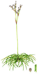 Attēlu rezultāti vaicājumam “Juncus squarrosus fruit”