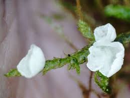 Attēlu rezultāti vaicājumam “Arrhenia retiruga”