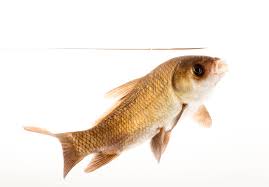 Image result for Ictiobus cyprinellus