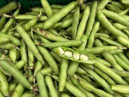 Image result for Dicke Bohnen