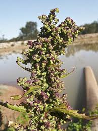 Attēlu rezultāti vaicājumam “Chenopodium polyspermum var. acutifolium flower”