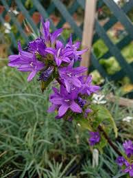 Attēlu rezultāti vaicājumam “Campanula glomerata leaf”