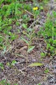 Attēlu rezultāti vaicājumam “Hieracium umbellatum bud”
