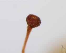 Attēlu rezultāti vaicājumam “Schistostega pennata”