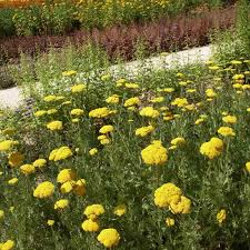 Image result for Achillea filipendulina