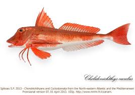 Image result for Chelidonichthys cuculus