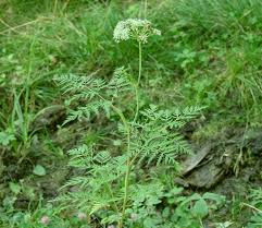 Attēlu rezultāti vaicājumam “Conioselinum tataricum”