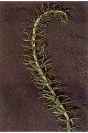 Attēlu rezultāti vaicājumam “Hippuridaceae”